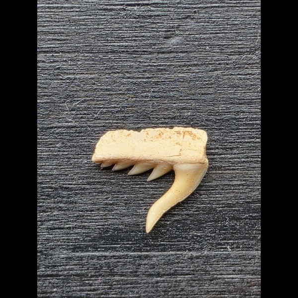 1,2 cm breiter Zahn Weltonia ancristrodon [AZ240]