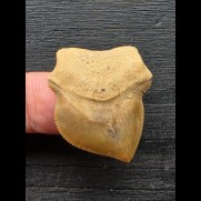 3,1 cm großer Zahn des Squalicorax bassani [AZ243]