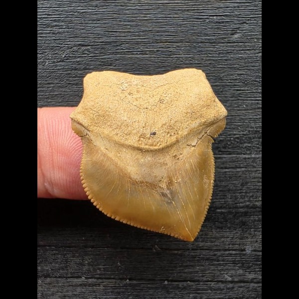 3,1 cm großer Zahn des Squalicorax bassani [AZ243]