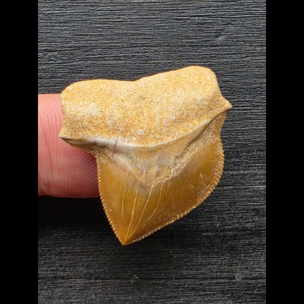 2,9 cm großer Zahn des Squalicorax bassani [AZ244]