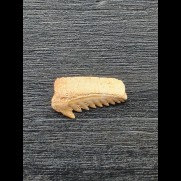 1,5 cm breiter Zahn des Hexancus microdon [AZ245]