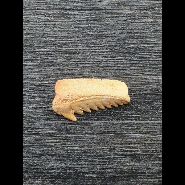 1,5 cm breiter Zahn des Hexancus microdon [AZ245]