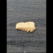 1,4 cm breiter Zahn des Hexancus microdon [AZ246]