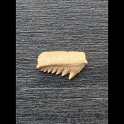 1,2 cm breiter Zahn des Hexancus microdon [AZ247]