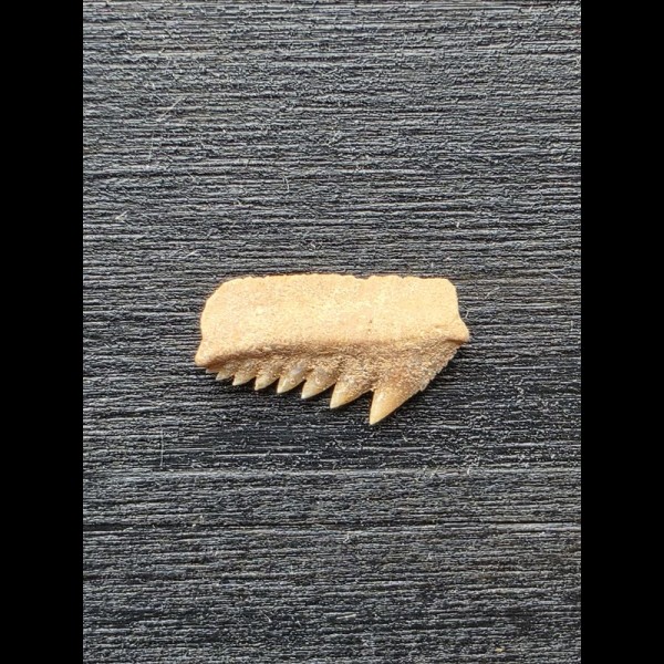 1,2 cm breiter Zahn des Hexancus microdon [AZ247]