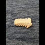 1,3 cm breiter Zahn des Hexancus microdon [AZ248]
