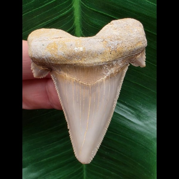 6,6 cm scharfer Otodus sokolovi Zahn mit breiter Bourelette