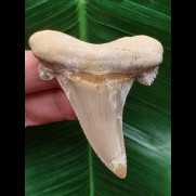 6,3 cm scharfer Otodus sokolovi Zahn mit weißer Musterung