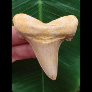 6,8 cm großer Otodus sokolovi Zahn mit massiver Wurzel