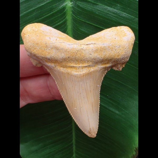 6,8 cm großer Otodus sokolovi Zahn mit massiver Wurzel