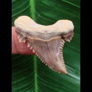 4,2 cm Palaeocarcharodon orientalis mit schöner Färbung