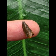 1,3 cm brauner Zahn des Deltadromeus agillis [D336]