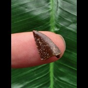 1,5 cm dunkler brauner Zahn des Deltadromeus agilis [D337]