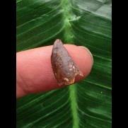 1,4 cm großer Zahn des Deltadromeus agilis [D338]