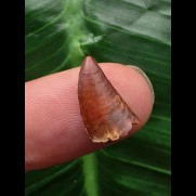 1,4 cm rotbrauner Zahn des Deltadromeus agilis [D339]