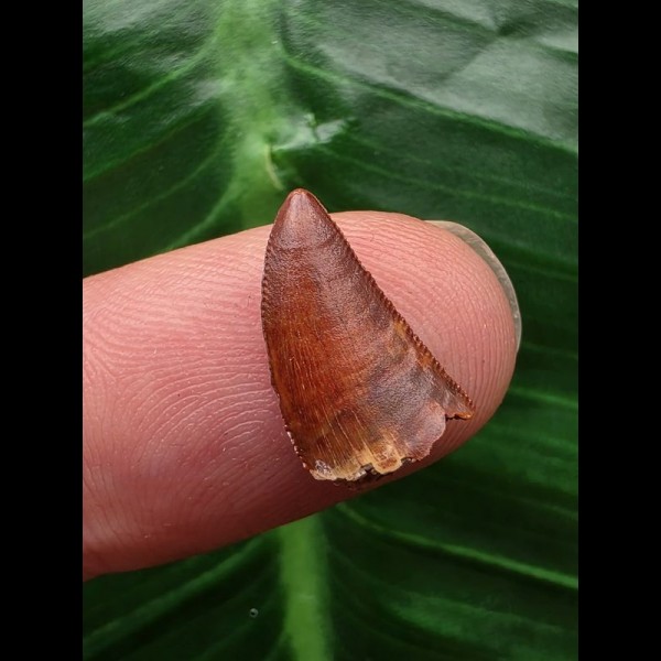 1,4 cm rotbrauner Zahn des Deltadromeus agilis [D339]