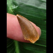 1,9 cm großer heller Zahn des Deltadromeus agilis [D340]