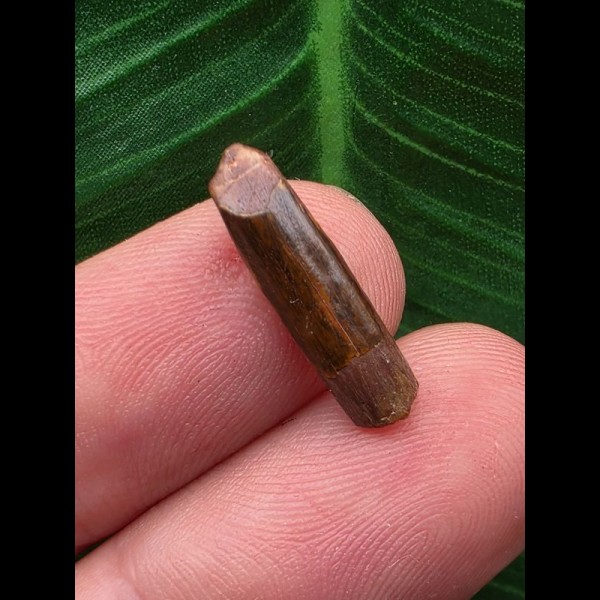 1,8 cm großer Zahn des Rebbachisaurus garasbae [D341]