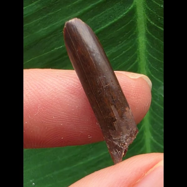 2,5 cm großer Zahn des Rebbachisaurus garasbae [D342]