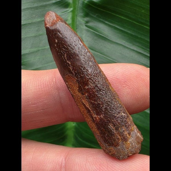 4,1 cm langer Zahn des Titanosaurus sp. [D343]