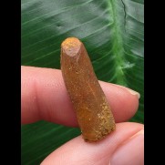 2,4 cm langer heller Zahn des Titanosaurus sp. [D344]