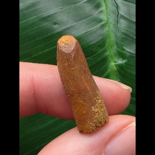 2,4 cm langer heller Zahn des Titanosaurus sp. [D344]