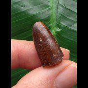 2,1 cm langer breiter Zahn des Titanosaurus sp. [D345]