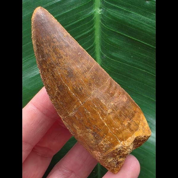 8,3 cm großer massiver Zahn des Carcharodontosaurus saharicus