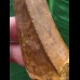 8,3 cm großer massiver Zahn des Carcharodontosaurus saharicus