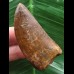 5,9 cm dunkler Zahn des Carcharodontosaurus saharicus