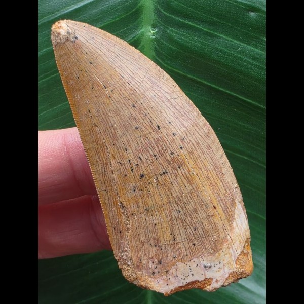 6,3 cm heller  Zahn des Carcharodontosaurus saharicus mit schöner Zahnung