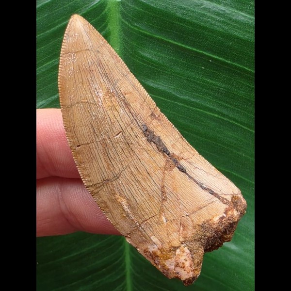 5,8 cm heller scharfer Zahn des Carcharodontosaurus saharicus