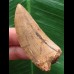 5,8 cm heller scharfer Zahn des Carcharodontosaurus saharicus