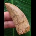 5,8 cm heller scharfer Zahn des Carcharodontosaurus saharicus