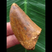 5,8 cm scharfer Zahn des Carcharodontosaurus saharicus