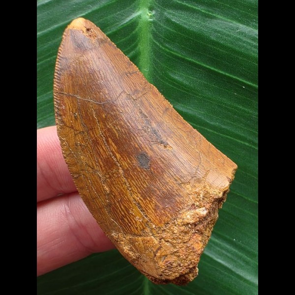 5,8 cm scharfer Zahn des Carcharodontosaurus saharicus 5,8 cm scharfer Zahn des Carcharodontosaurus saharicus