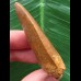 5,8 cm scharfer Zahn des Carcharodontosaurus saharicus 5,8 cm scharfer Zahn des Carcharodontosaurus saharicus