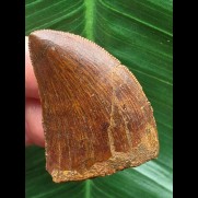 4,1 cm dunkler Zahn des Carcharodontosaurus saharicus