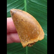3,9 cm brauner Zahn des Carcharodontosaurus saharicus mit feiner Zahnung