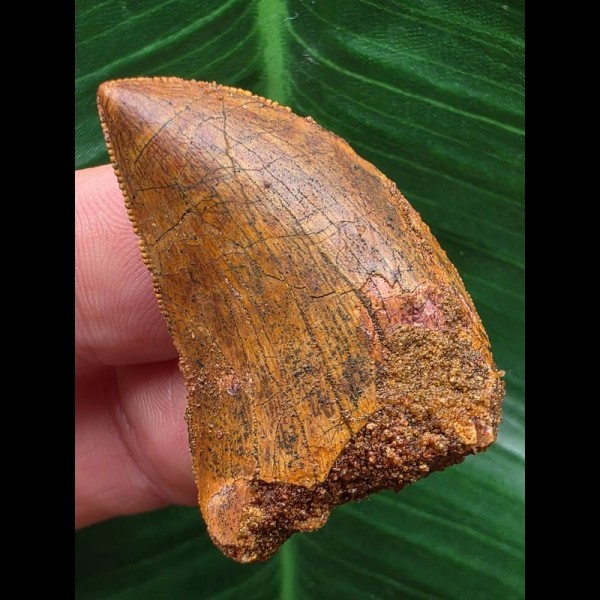 3,5 cm rötlicher Zahn des Carcharodontosaurus saharicus