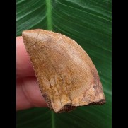 3,7 cm schön gefärbter Zahn des Carcharodontosaurus saharicus