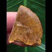 3,0 cm brauner Zahn des Carcharodontosaurus saharicus