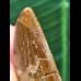 3,0 cm brauner Zahn des Carcharodontosaurus saharicus 3,0 cm brauner Zahn des Carcharodontosaurus saharicus