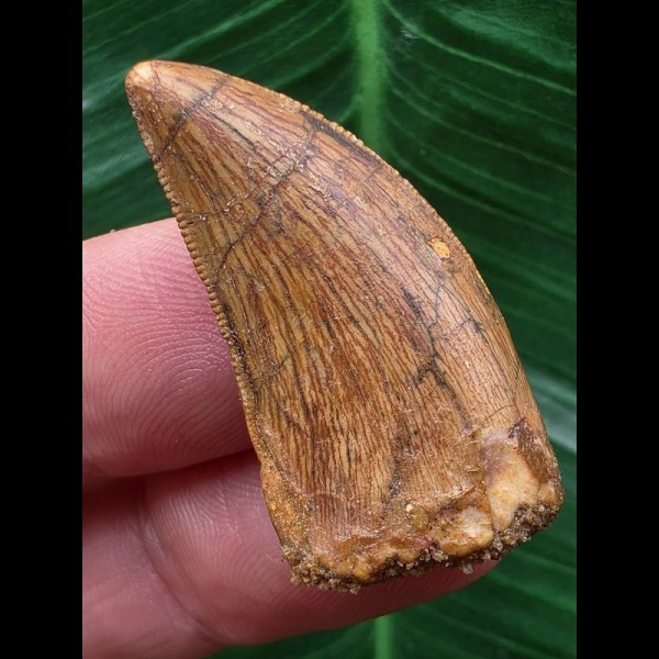 3,4 cm schmaler Zahn des Carcharodontosaurus saharicus 3,4 cm schmaler Zahn des Carcharodontosaurus saharicus