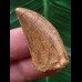 3,4 cm schmaler Zahn des Carcharodontosaurus saharicus 3,4 cm schmaler Zahn des Carcharodontosaurus saharicus