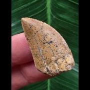 3,3 cm heller Zahn des Carcharodontosaurus saharicus