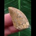 3,3 cm heller Zahn des Carcharodontosaurus saharicus