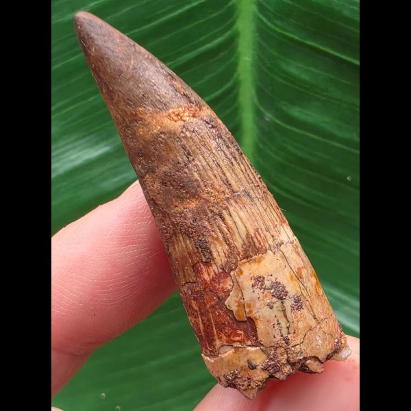 4,3 cm rotbrauner Zahn des Spinosaurus aegyptiacus