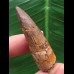 4,3 cm rotbrauner Zahn des Spinosaurus aegyptiacus