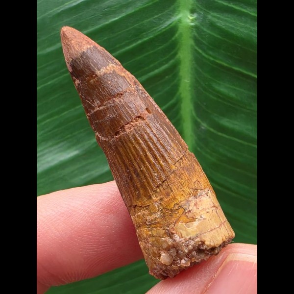 3,7 cm brauner Zahn des Spinosaurus aegyptiacus 3,7 cm brauner Zahn des Spinosaurus aegyptiacus